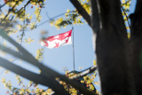 alt="McGill flag seen between tree branches for aesthetic effect indicating the place to click for the application page."