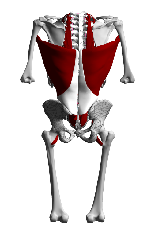 3D model of the back of a human skeleton