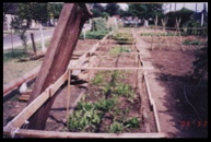 Urban Agriculture along an old railroad.