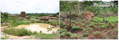 Views of the demostration site