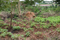 A view of current farming on the site