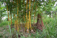 A wide variety of plants including bamboo are grown on the site