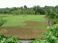 Example of type of land which could be used for urban agriculture