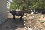 Domestic animals are common in informal settlements