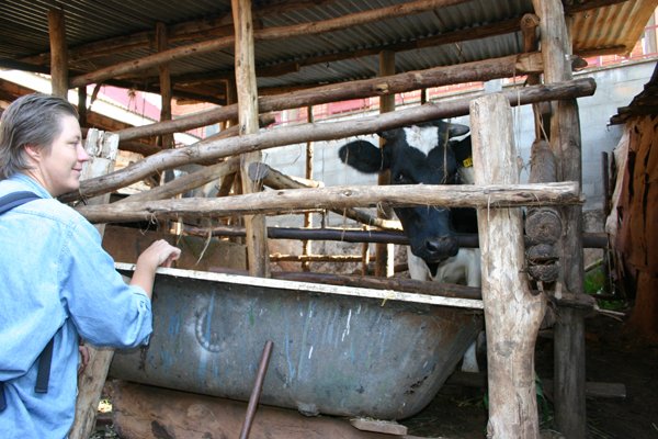 Animal shed at the back of an urban house