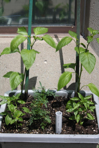 Intercropping of more than one plant