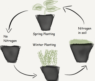 Nitrogen Fixation