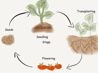 Plant Life Cycle