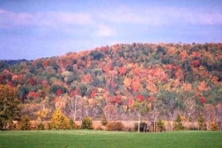 Colourful forest on a beautiful autumn day in the Pontiac region.