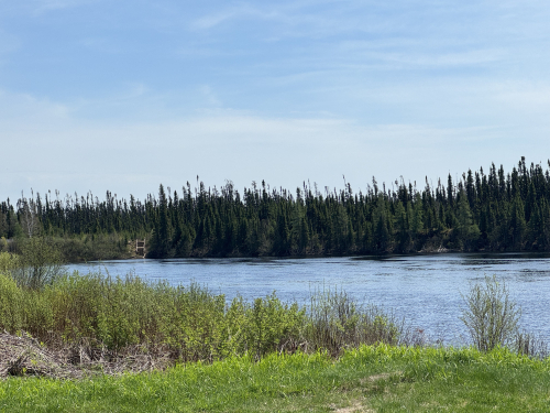 Body of water surrounded by pine trees.