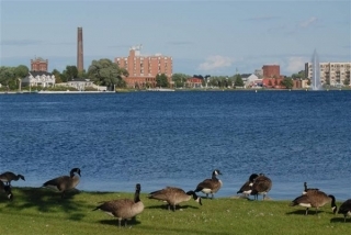 Canada geese by a river with buildings in the background.