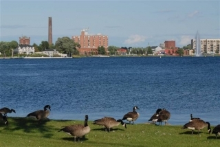 Canada geese by a river with buildings in the background.