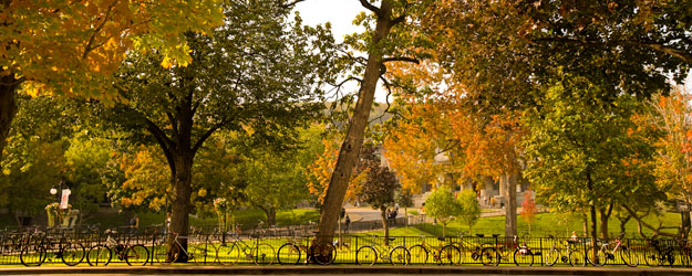 Campus McGill Montréal feuille d'automne