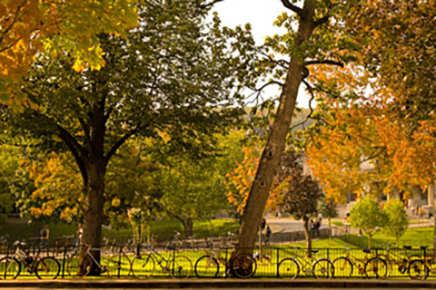 McGill Campus fall trees