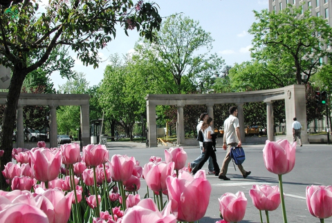 Une plate-bande de tulipe devant le portail Roddick