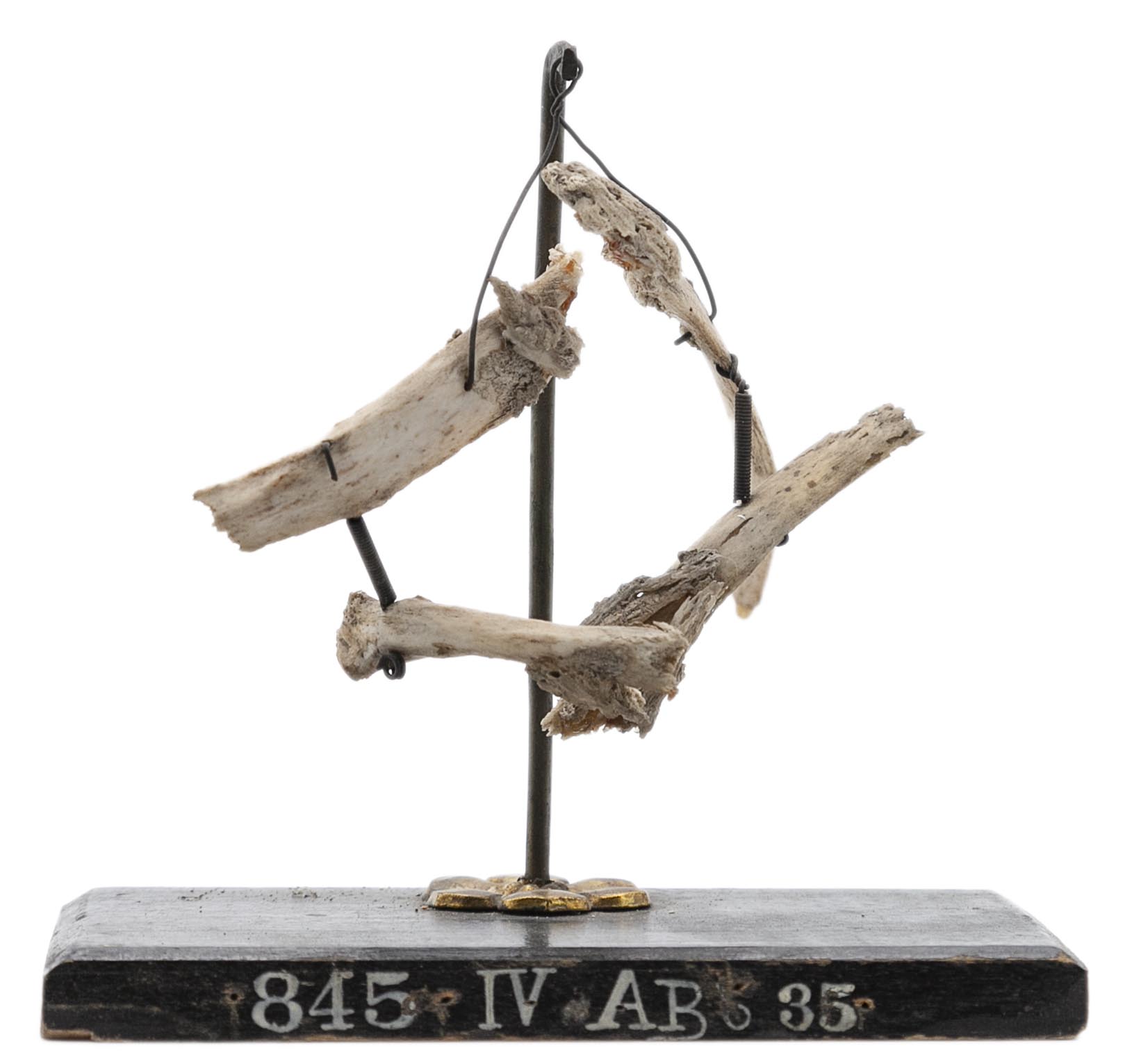 Civil war specimen