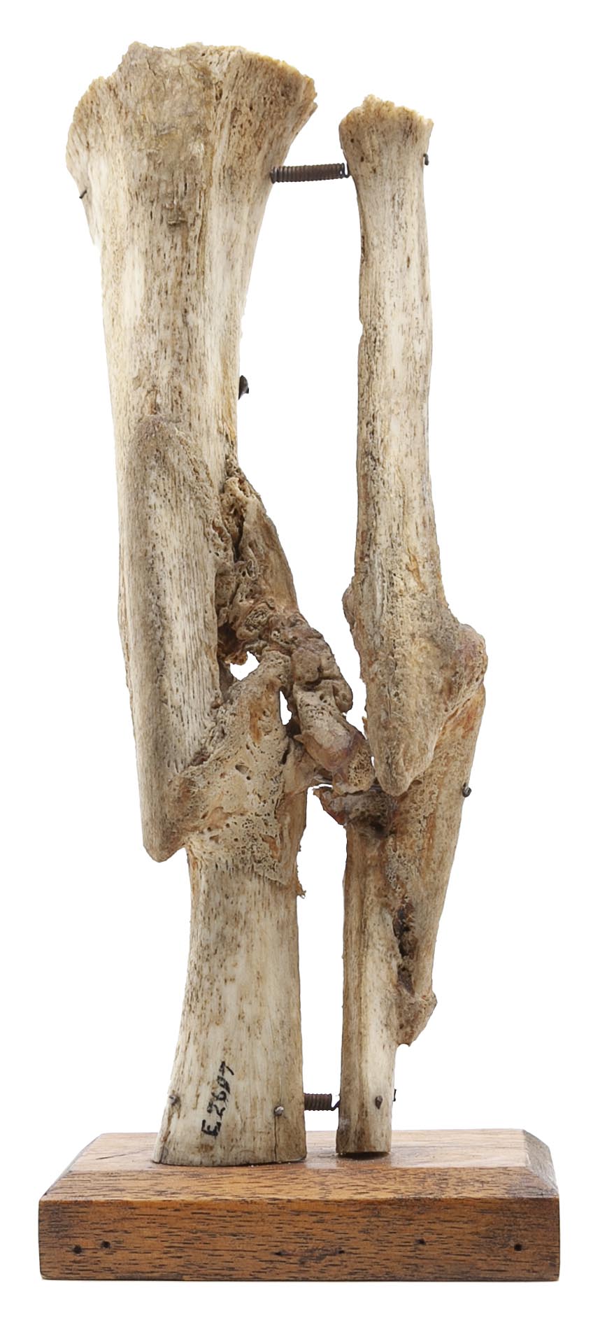 Civil war specimen