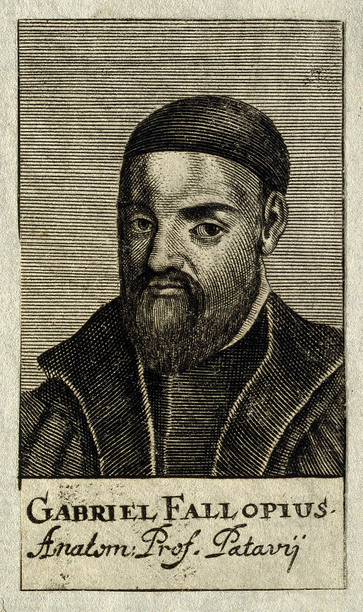 An engraving of Gabriele Fallopio. 