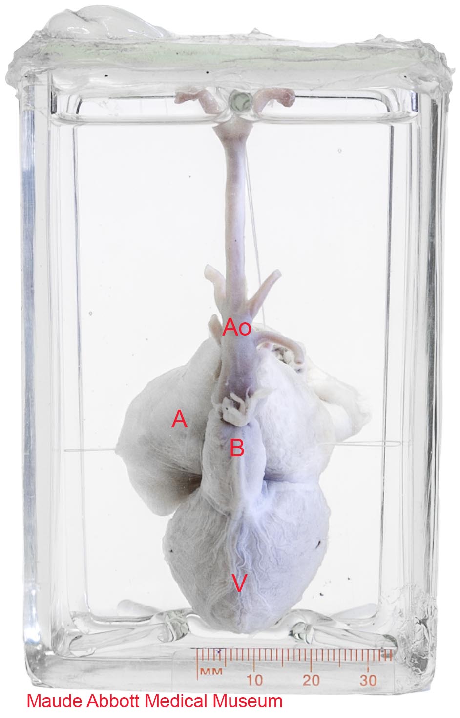 Abbott specimen 20 front view with letters