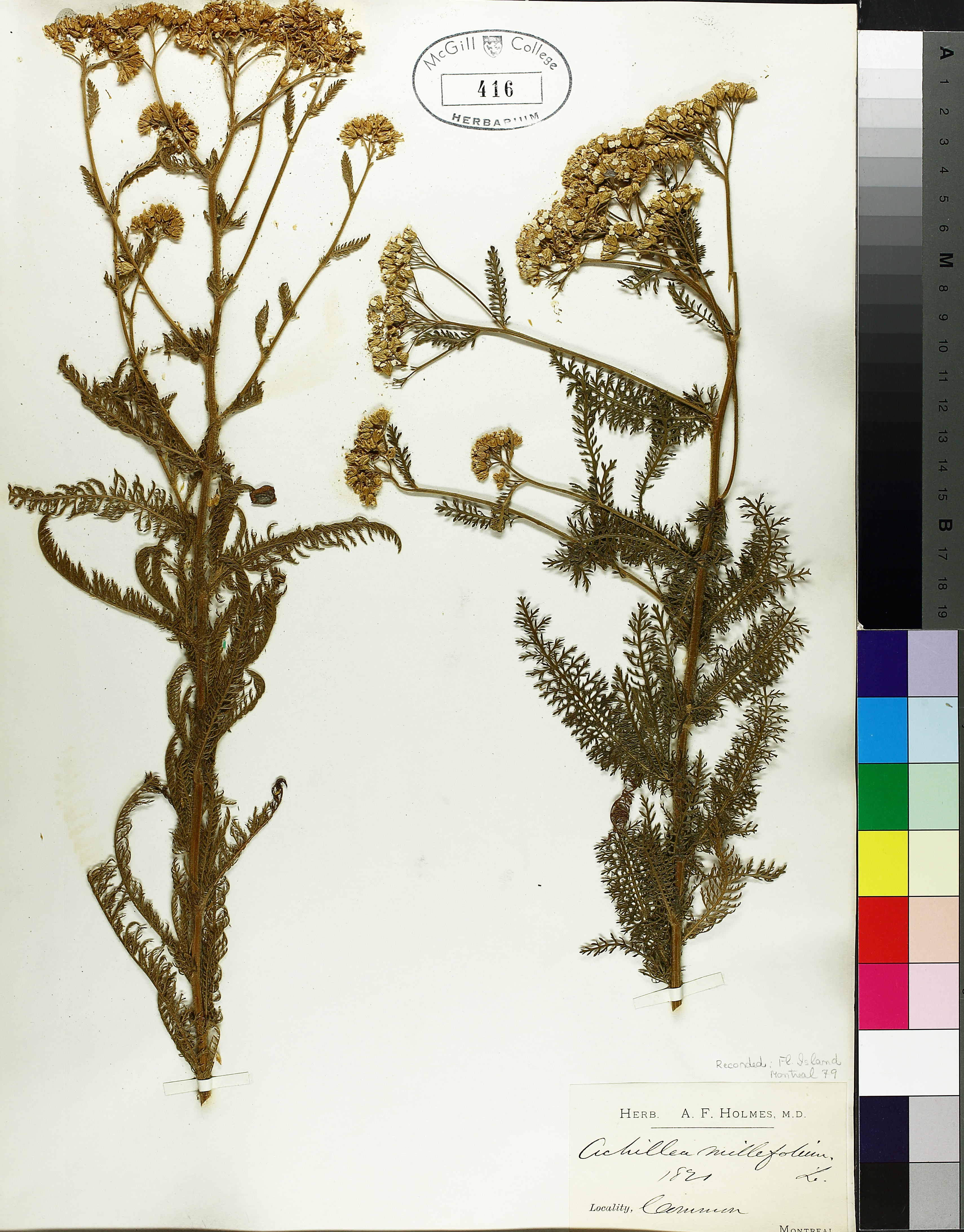 Achillea millefolium folio