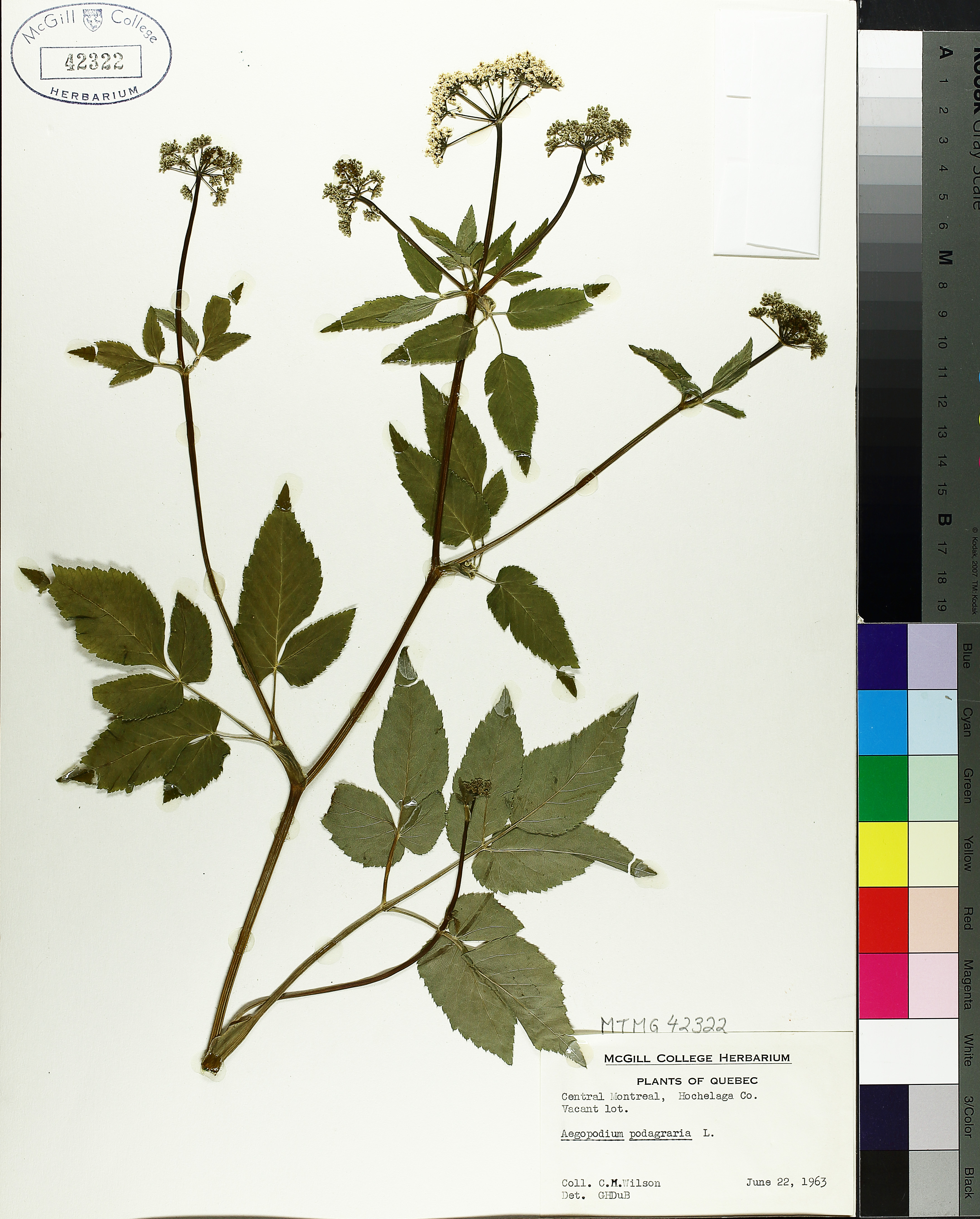 AEGOPDIUM FOLIO