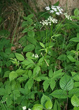 Aegodium plant