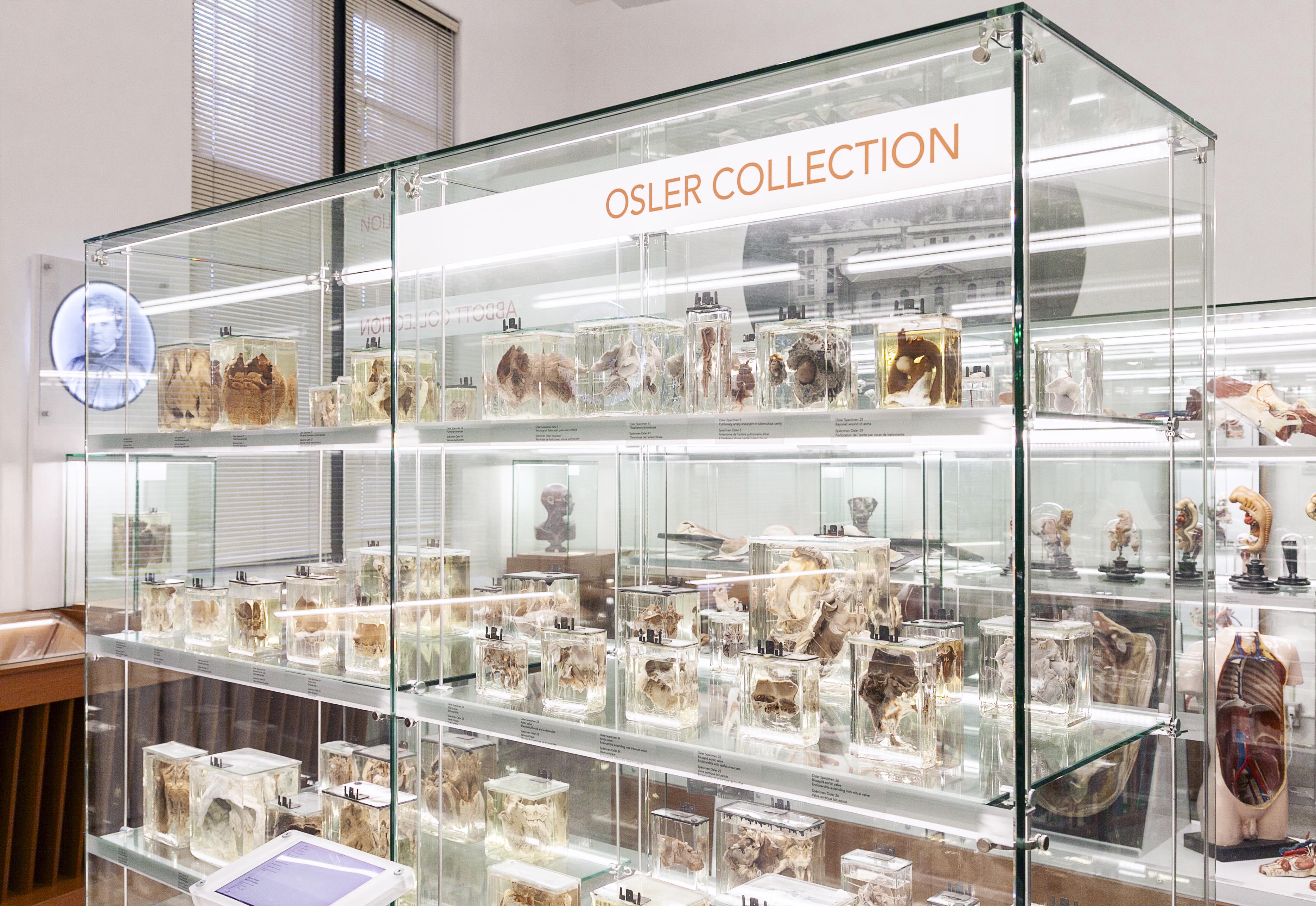 Osler collection in cabinet