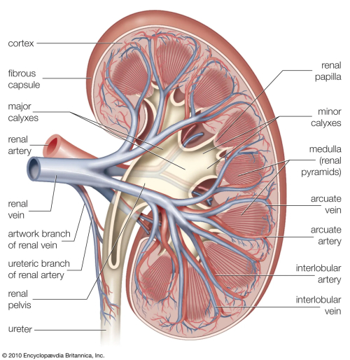 A sagittal cross-section of a normal kidney