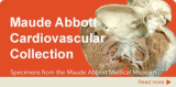 Maude Abbott Cardiovascular Collection 