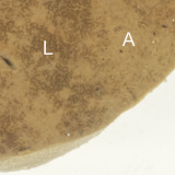 Close up Liver