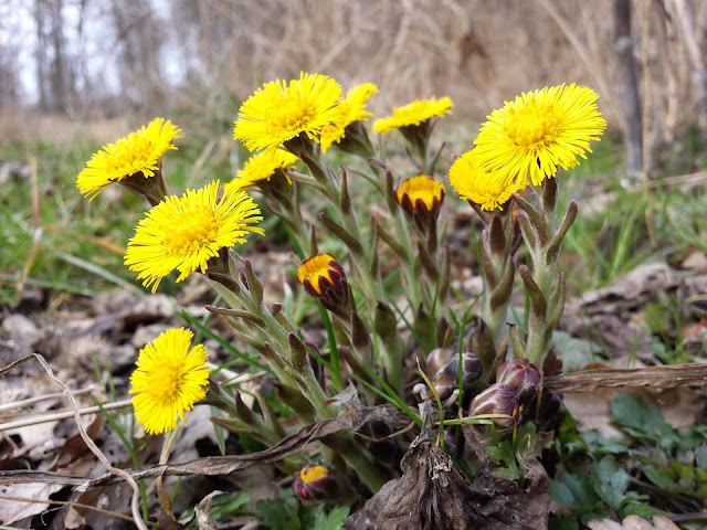 Tussilago plant