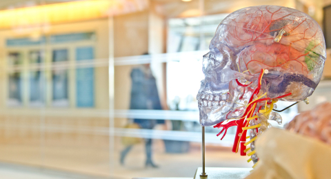 Model skull with person walking past in background