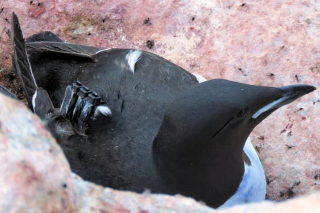 Murre with tracker