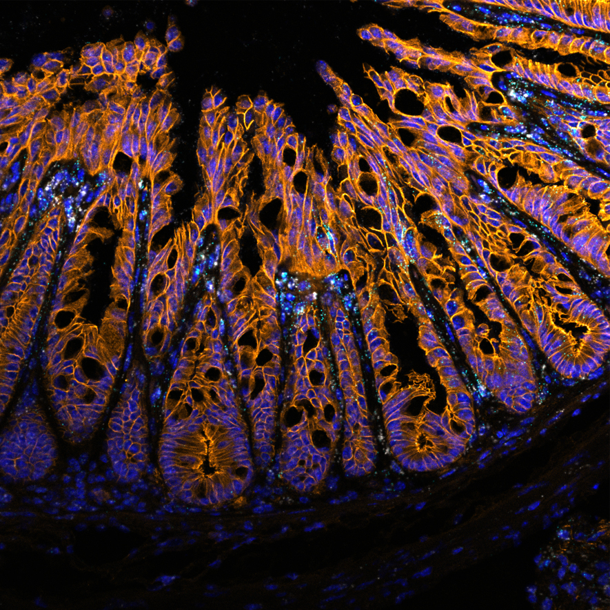 Confocal image showing fluorescent in situ hybridization (FISH) stain in mouse colon