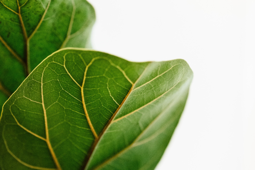 Photograph of leaves