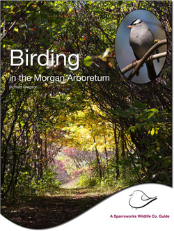 Observation des oiseaux  Arboretum Morgan - McGill University