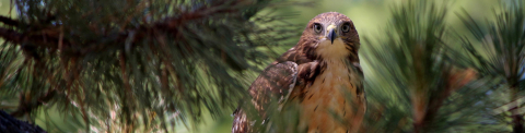 A red-tailed hawk staring straight into the camera
