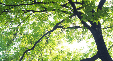 Tree canopy