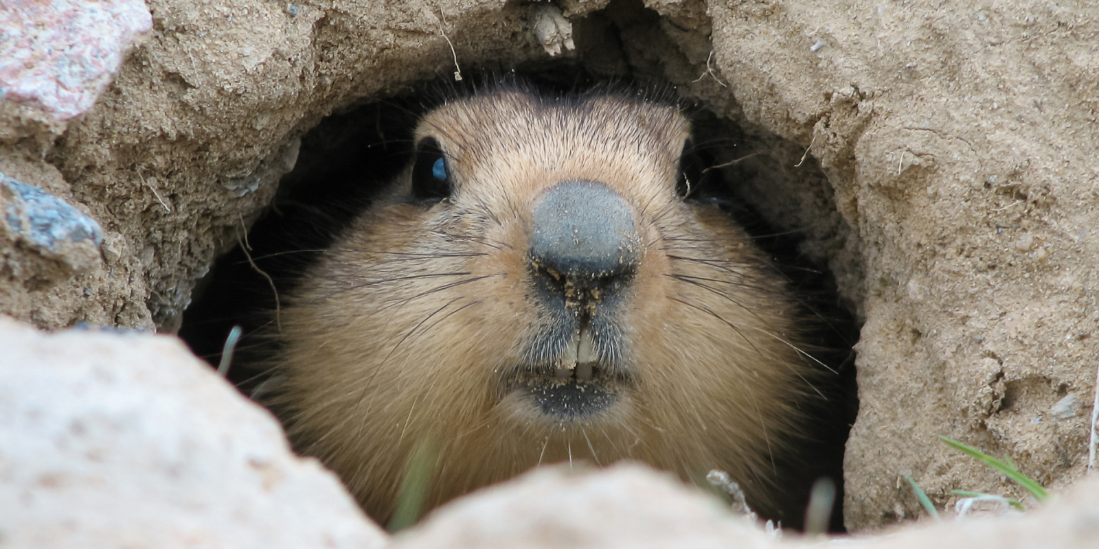 groundhog coming out of burrow