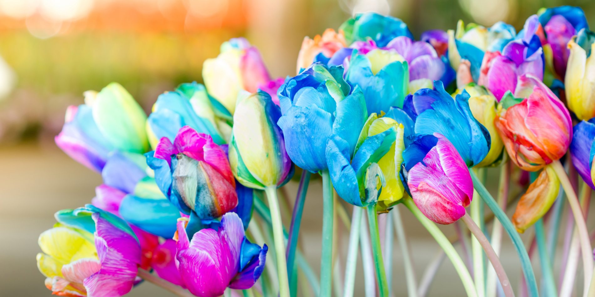 rainbow tulips