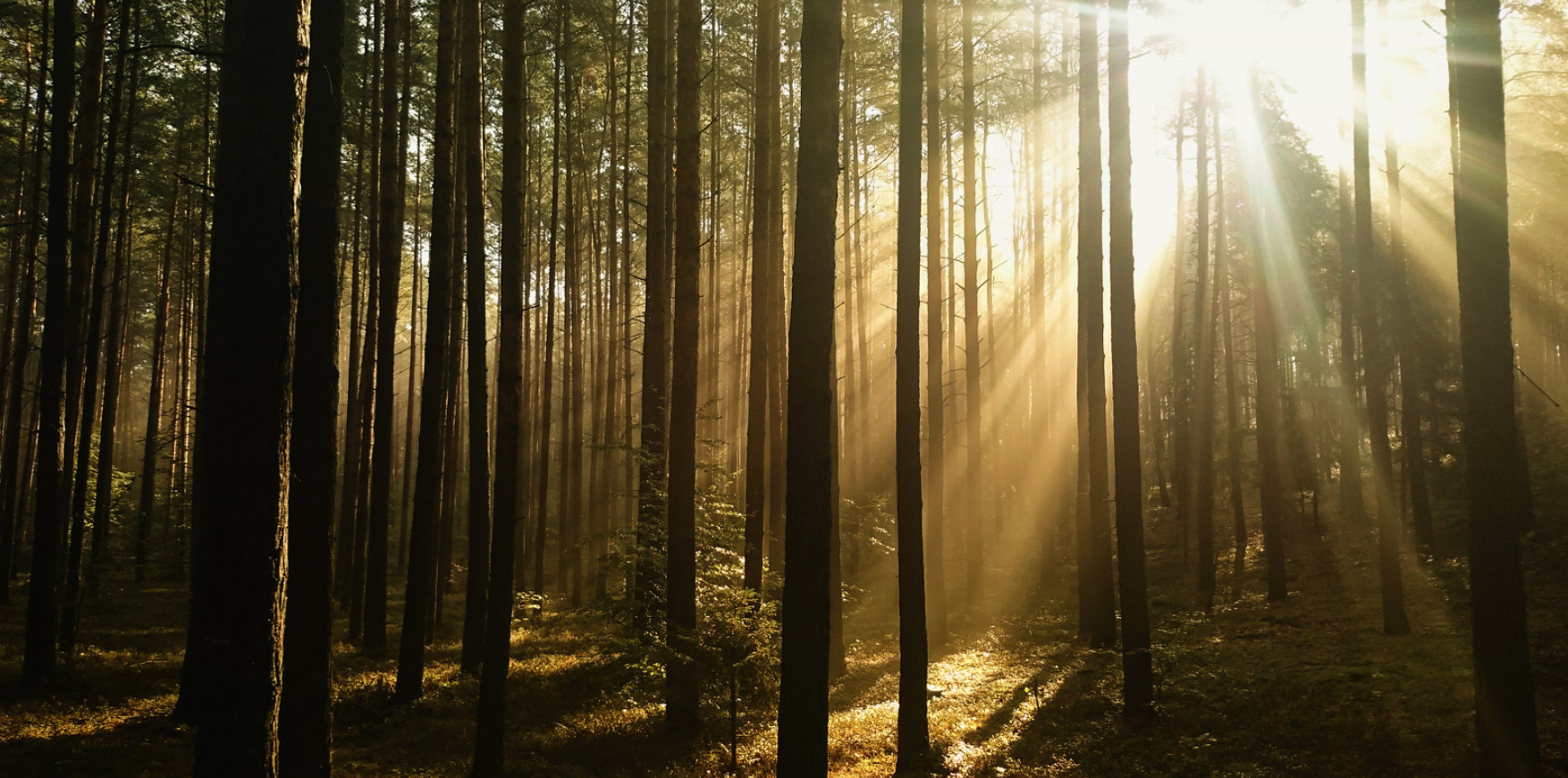 Rays of sun shining through trees in a forest