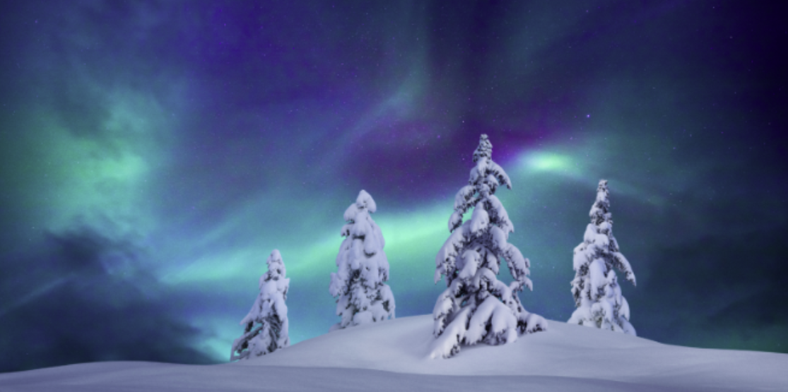 Snow-covered trees with northern lights in the night sky in the background