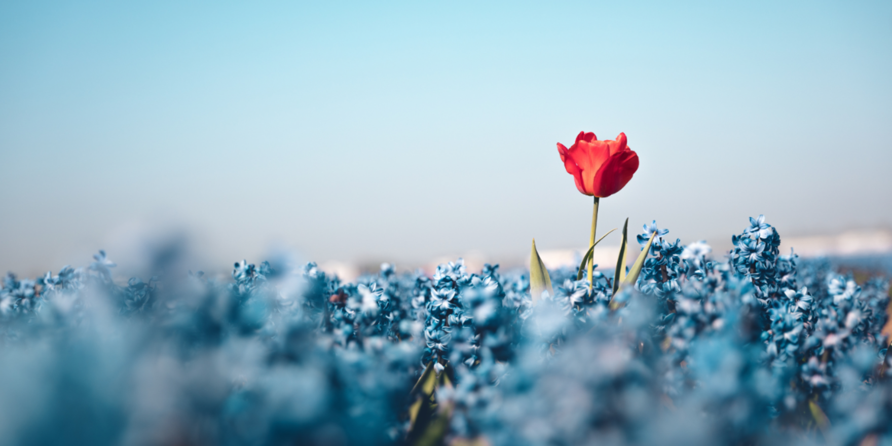 A single red flower growing amidst blue flowers