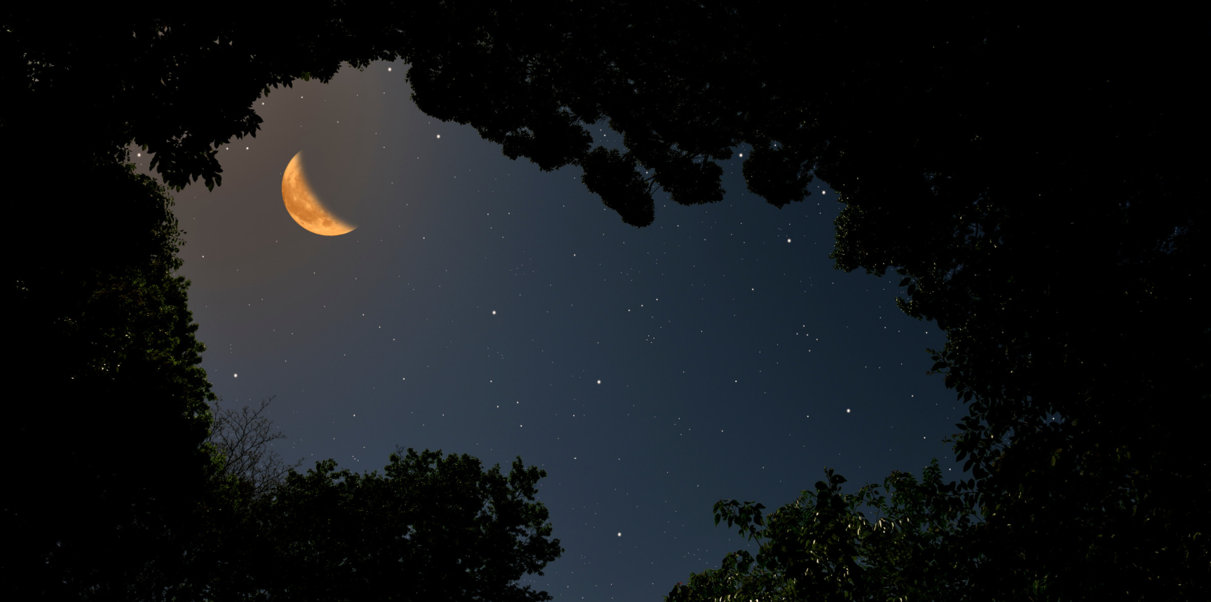Looking up through a canopy of trees to a bright crescent moon in the night sky