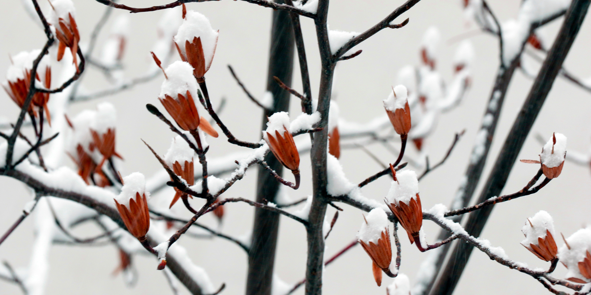 red flower tree blossoms covered with snow