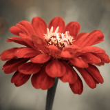 red flower place holder