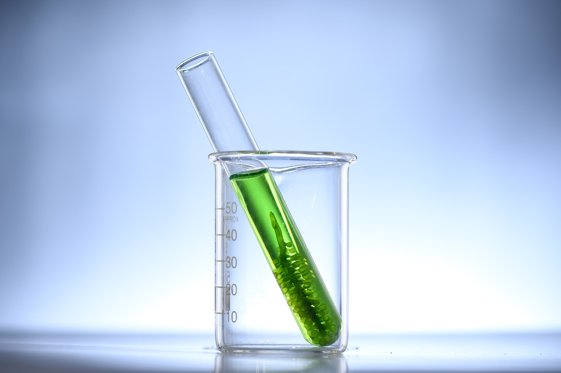 A test tube filled with a green algae-like substance rests in a beaker.