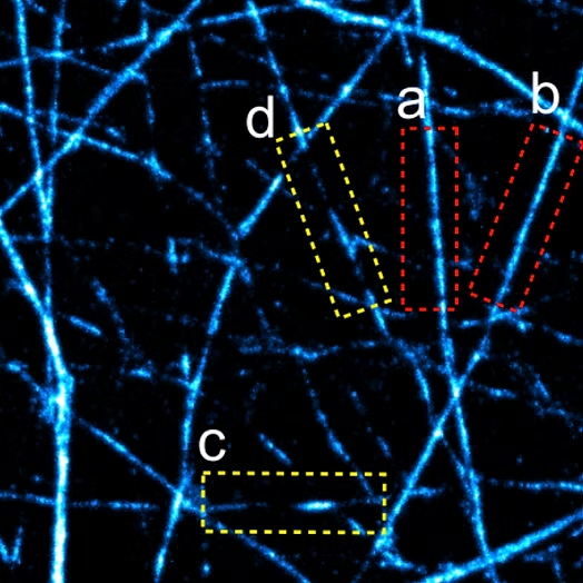 Microscopy image from Nahir Guadalupe Gazal's paper.