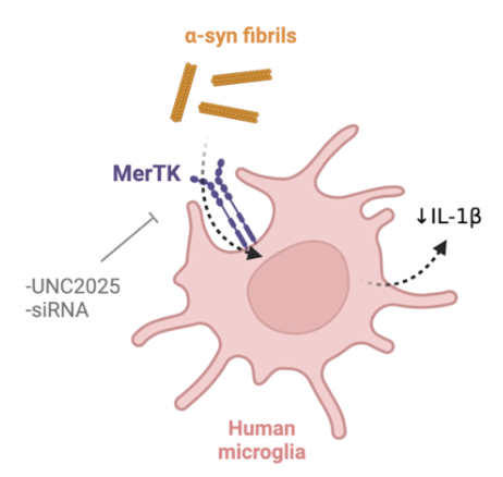 Scientific diagram of human microglia and mer-TK, and its interaction with a-syn fibrils.