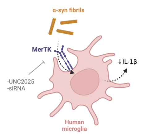 Schéma scientifique de la microglie humaine et de la mer-TK, et de son interaction avec les fibrilles d'a-syn.